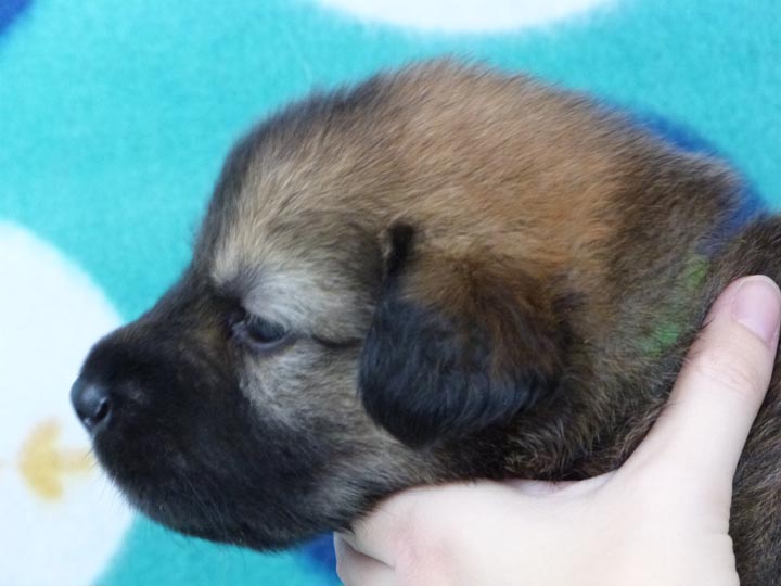 chinook puppy